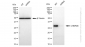 KD-Validated Anti-CHMP2B Rabbit Monoclonal Antibody