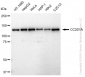 KD-Validated Anti-CC2D1A Rabbit Monoclonal Antibody