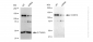 KD-Validated Anti-CC2D1A Rabbit Monoclonal Antibody