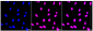 KD-Validated Anti-CIRBP Rabbit Monoclonal Antibody
