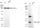 KD-Validated Anti-CIRBP Rabbit Monoclonal Antibody