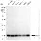 KD-Validated Anti-AP2S1 Rabbit Monoclonal Antibody