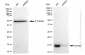 KD-Validated Anti-AP2S1 Rabbit Monoclonal Antibody