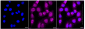 KD-Validated Anti-ACSL4 Rabbit Monoclonal Antibody