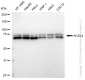 KD-Validated Anti-ACSL4 Rabbit Monoclonal Antibody