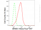 KD-Validated Anti-BRMS1 Rabbit Monoclonal Antibody