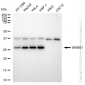 KD-Validated Anti-BRMS1 Rabbit Monoclonal Antibody