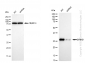 KD-Validated Anti-BRMS1 Rabbit Monoclonal Antibody