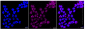 KD-Validated Anti-CD58 Rabbit Monoclonal Antibody
