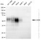 KD-Validated Anti-CD58 Rabbit Monoclonal Antibody