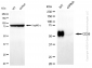 KD-Validated Anti-CD58 Rabbit Monoclonal Antibody