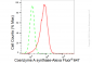KD-Validated Anti-Coenzyme A synthase Rabbit Monoclonal Antibody