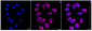 KD-Validated Anti-Coenzyme A synthase Rabbit Monoclonal Antibody