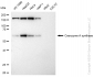 KD-Validated Anti-Coenzyme A synthase Rabbit Monoclonal Antibody