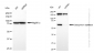 KD-Validated Anti-Coenzyme A synthase Rabbit Monoclonal Antibody