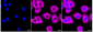KD-Validated Anti-CAP1 Rabbit Monoclonal Antibody