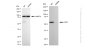 KD-Validated Anti-CAP1 Rabbit Monoclonal Antibody