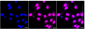 KD-Validated Anti-CLPTM1 Rabbit Monoclonal Antibody
