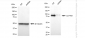 KD-Validated Anti-CLPTM1 Rabbit Monoclonal Antibody
