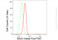 KD-Validated Anti-BAG1 Rabbit Monoclonal Antibody