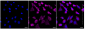 KD-Validated Anti-BAG1 Rabbit Monoclonal Antibody