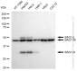 KD-Validated Anti-BAG1 Rabbit Monoclonal Antibody