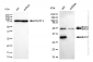 KD-Validated Anti-BAG1 Rabbit Monoclonal Antibody