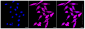 KD-Validated Anti-CLIP1 Rabbit Monoclonal Antibody