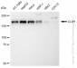 KD-Validated Anti-CLIP1 Rabbit Monoclonal Antibody