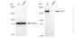 KD-Validated Anti-CLIP1 Rabbit Monoclonal Antibody