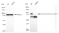 KD-Validated Anti-A-kinase anchoring protein 8 Rabbit Monoclonal Antibody