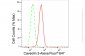 KD-Validated Anti-Caveolin 3 Rabbit Monoclonal Antibody