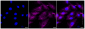 KD-Validated Anti-Caveolin 3 Rabbit Monoclonal Antibody