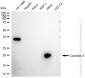 KD-Validated Anti-Caveolin 3 Rabbit Monoclonal Antibody