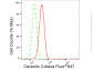 KD-Validated Anti-Caveolin 3 Rabbit Monoclonal Antibody
