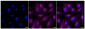 KD-Validated Anti-Caveolin 3 Rabbit Monoclonal Antibody