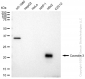 KD-Validated Anti-Caveolin 3 Rabbit Monoclonal Antibody