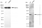 KD-Validated Anti-Caveolin 3 Rabbit Monoclonal Antibody