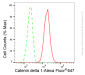 KD-Validated Anti-Catenin delta 1 Rabbit Monoclonal Antibody