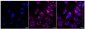 KD-Validated Anti-Catenin delta 1 Rabbit Monoclonal Antibody