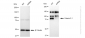 KD-Validated Anti-Catenin delta 1 Rabbit Monoclonal Antibody