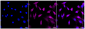KD-Validated Anti-Androgen receptor Rabbit Monoclonal Antibody