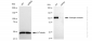 KD-Validated Anti-Androgen receptor Rabbit Monoclonal Antibody
