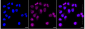KD-Validated Anti-Bcl-XL Rabbit Monoclonal Antibody