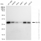 KD-Validated Anti-Bcl-XL Rabbit Monoclonal Antibody