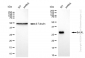 KD-Validated Anti-Bcl-XL Rabbit Monoclonal Antibody