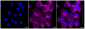 KD-Validated Anti-CD44 Rabbit Monoclonal Antibody