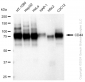 KD-Validated Anti-CD44 Rabbit Monoclonal Antibody