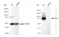 KD-Validated Anti-CD44 Rabbit Monoclonal Antibody