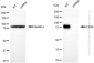 KD-Validated Anti-CD44 Rabbit Monoclonal Antibody